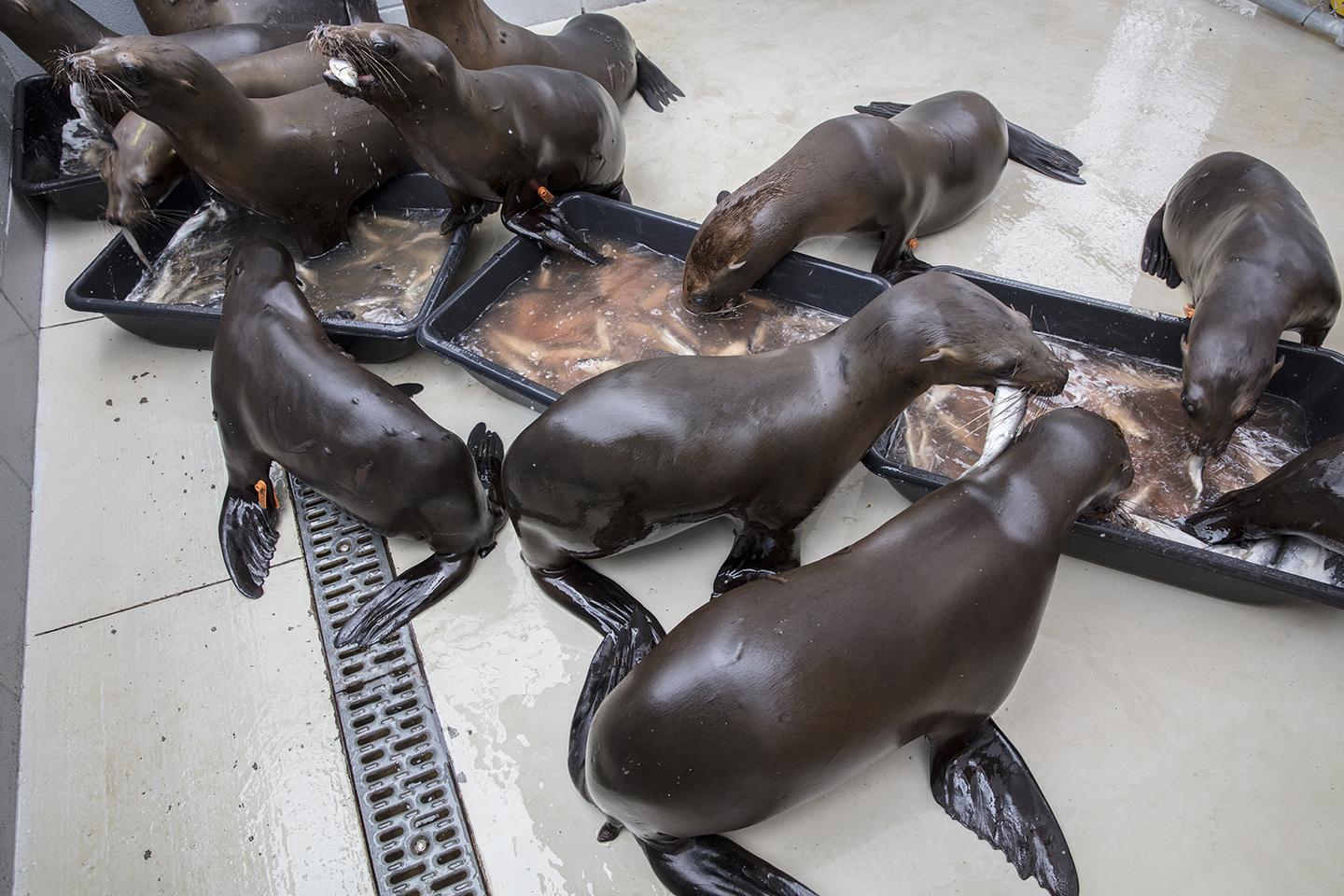 Shedd Experts Help Rescue 55-Plus Stranded Sea Lion Pups in California